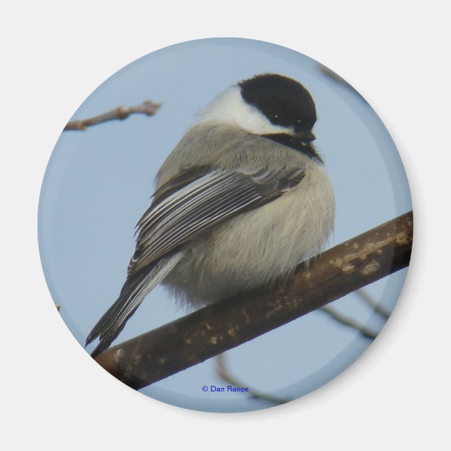 B21 Schwarze Chickade Magnet (Vorne)