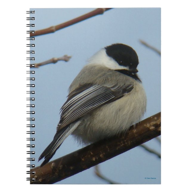 B21 Schwarze Chickade Notizblock (Vorderseite)