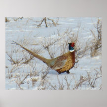 B22 Ringe-Necked Pheasant