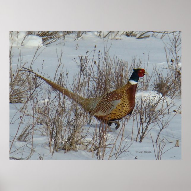 B23 Ringe-Necked Pheasant Poster (Vorne)