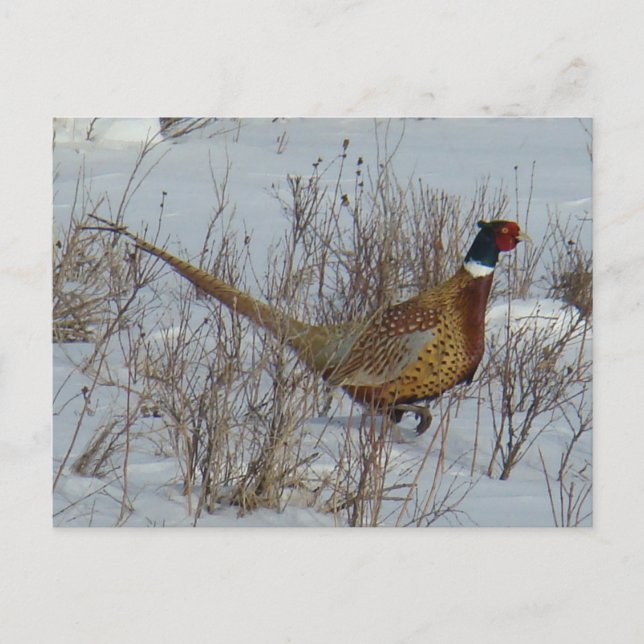 B23 Ringhalsblume im Schnee Postkarte (Vorderseite)