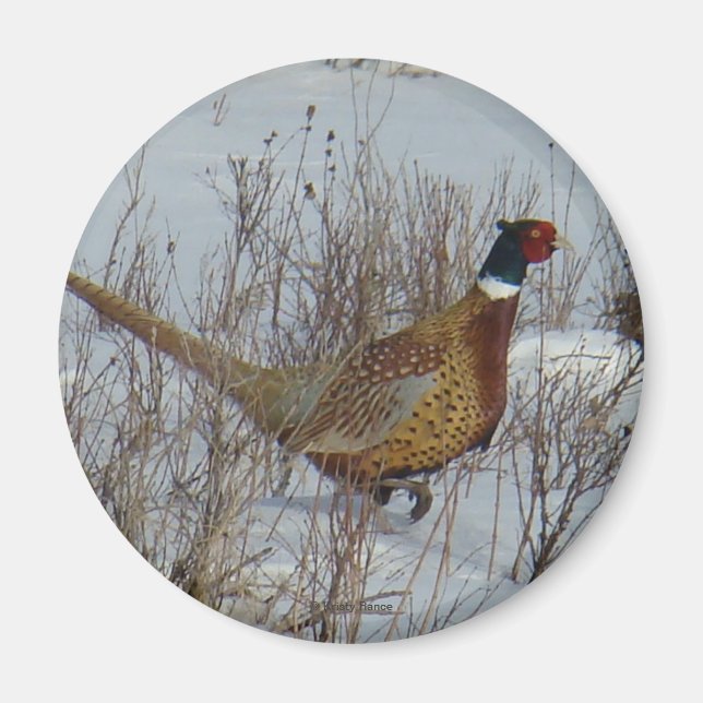 B23 Ringhalsblume Magnet (Vorne)