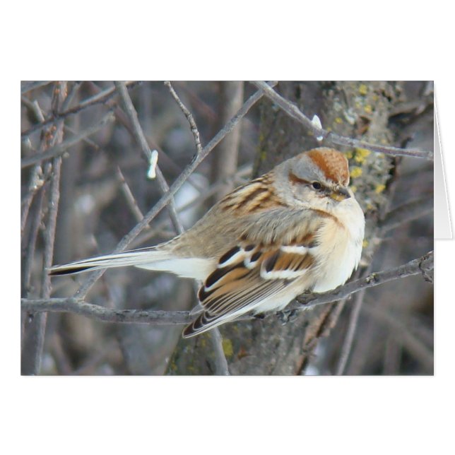 B24 Gemeiner Sparrow (Vorderseite (Horizontal))