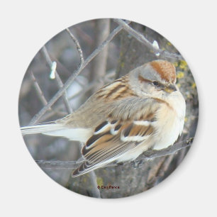 B24 Gemeiner Sparrow Magnet