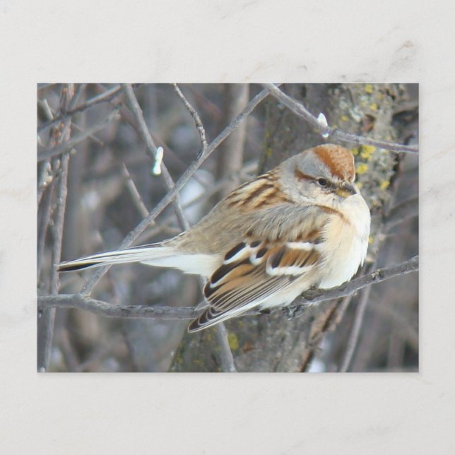 B24 Gemeiner Sparrow Postkarte (Vorderseite)