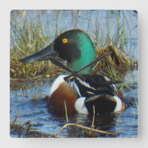 B25 Northern Shoveler Drake