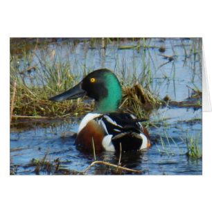 B25 Northern Shoveler Duck