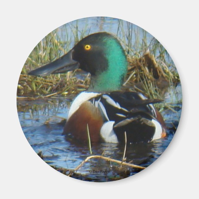 B25 Northern Shoveler Magnet (Vorne)