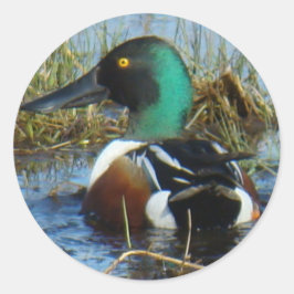 B25 Northern Shoveler Runder Aufkleber