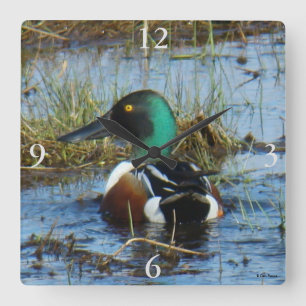 B25 Northern Shoveler Spoonbill Quadratische Wanduhr