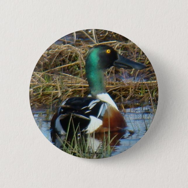 B26 Northern Shoveler Button (Vorderseite)