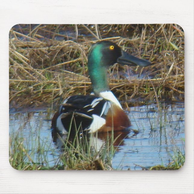 B26 Northern Shoveler Drake Mousepad (Vorne)