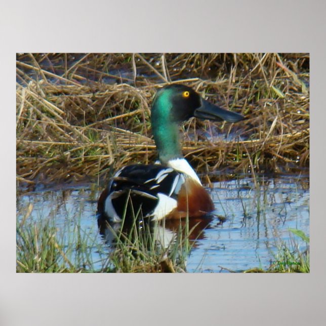 B26 Northern Shoveler Drake Poster (Vorne)
