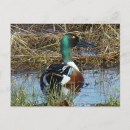 B26 Northern Shoveler Drake Postkarte