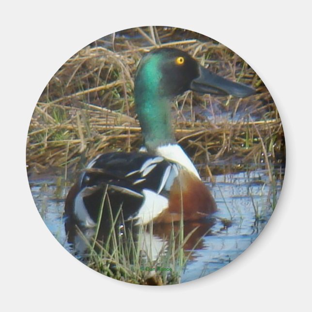 B26 Northern Shoveler Magnet (Vorne)