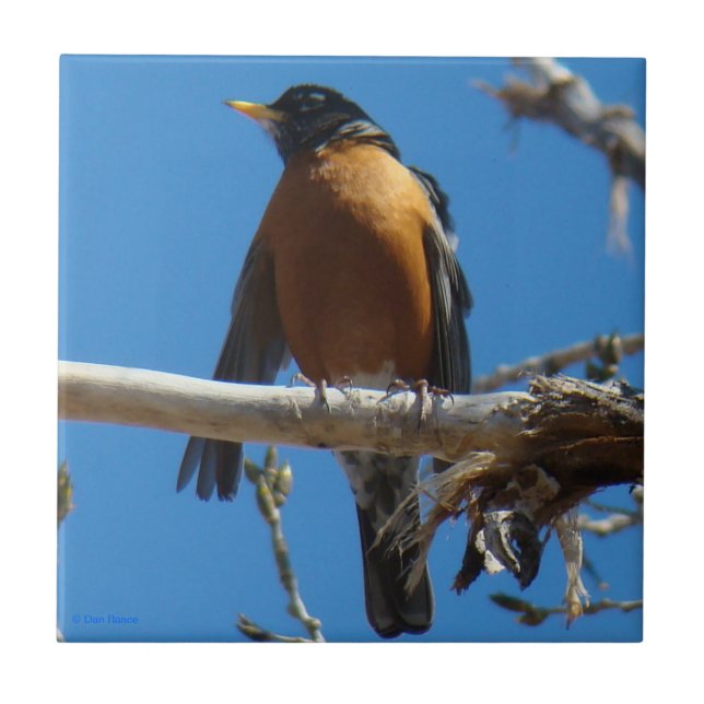 B28 Robin Fliese (Vorderseite)