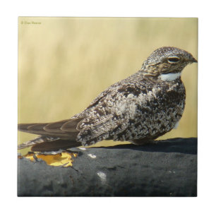 B29 Nachtfalke Fliese