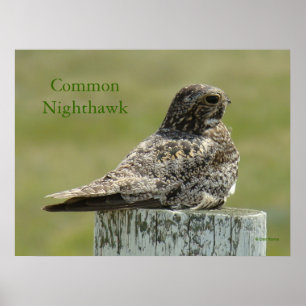 B2 Commom Nighthawk Poster