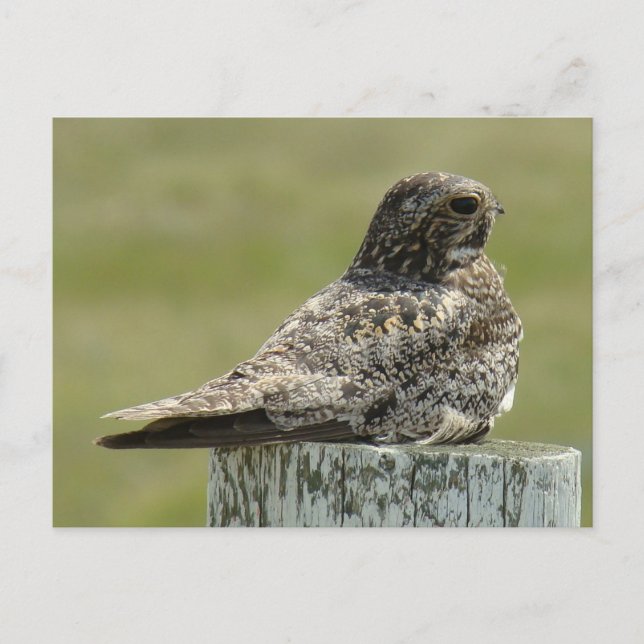 B2 Falkennachtschwalbe Postkarte (Vorderseite)