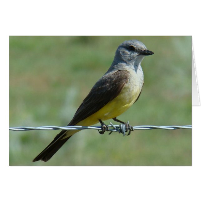 B31 Western Kingbird (Vorderseite (Horizontal))