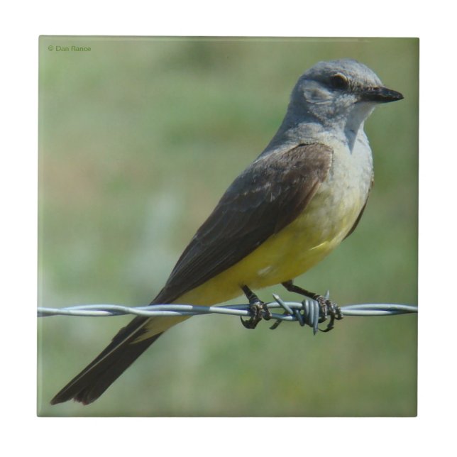 B31 Western Kingbird Fliese (Vorderseite)