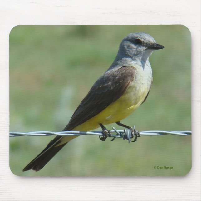 B31 Western Kingbird Mousepad (Vorne)