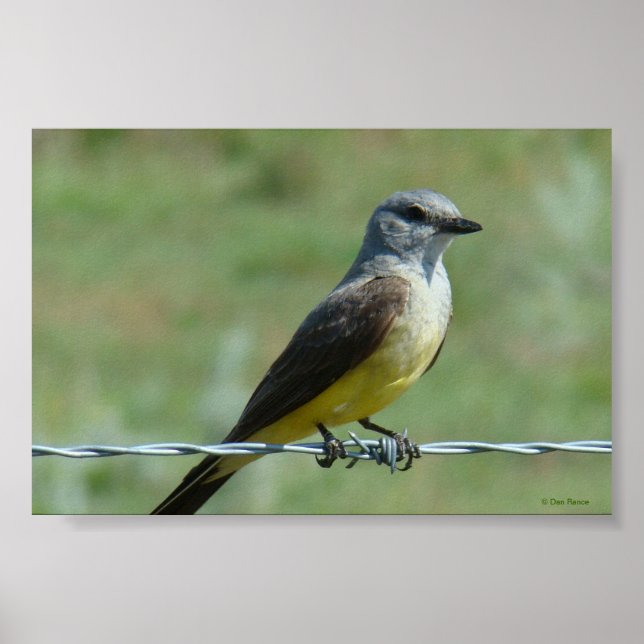 B31 Western Kingbird Poster (Vorne)