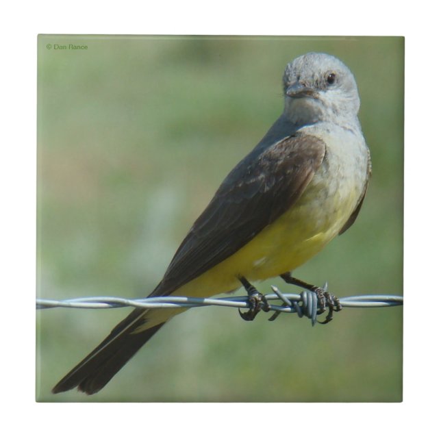 B32 Western Kingbird Fliese (Vorderseite)