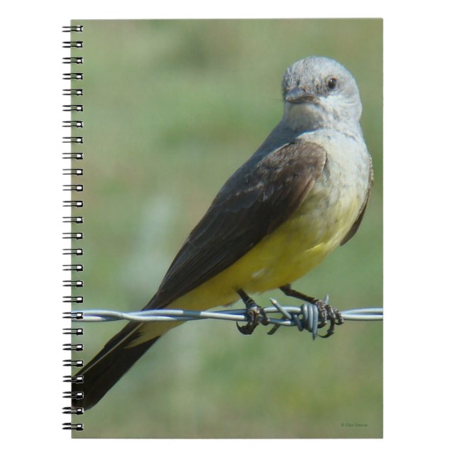 B32 Western Kingbird Notizblock (Vorderseite)
