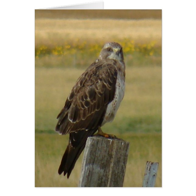 B33 Swainson's Hawk (Vorne)