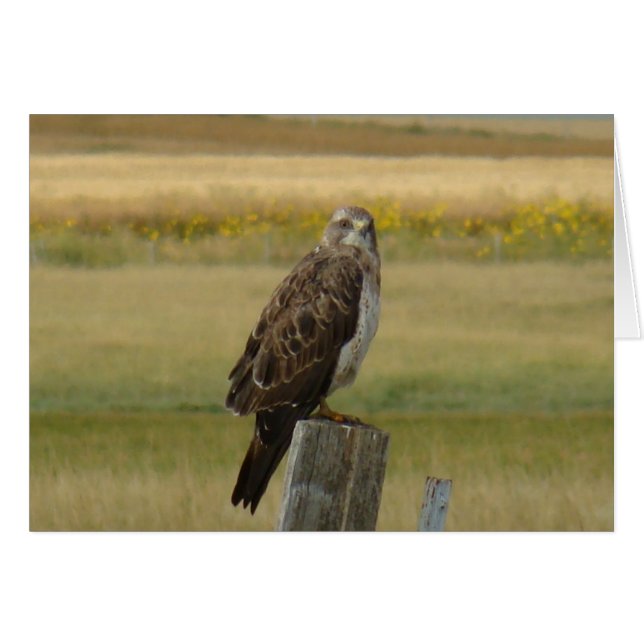 B33 Swainson's Hawk (Vorderseite (Horizontal))