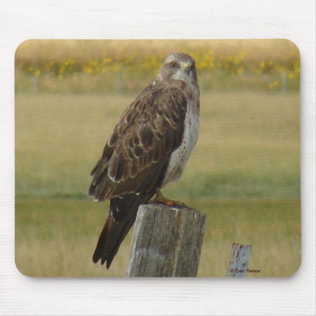 B33 Swainson's Hawk Mousepad (Vorne)