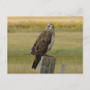 B33 Swainson's Hawk Postkarte