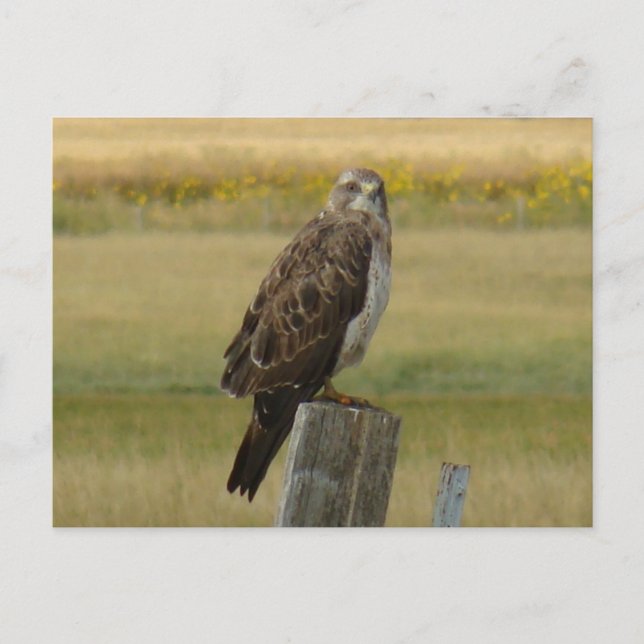 B33 Swainson's Hawk Postkarte (Vorderseite)