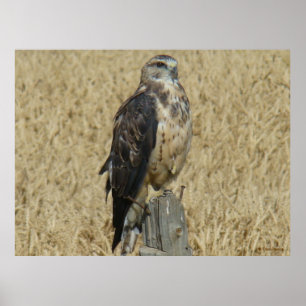 B35 Ferruginous Hawk im Weizenfeld Poster