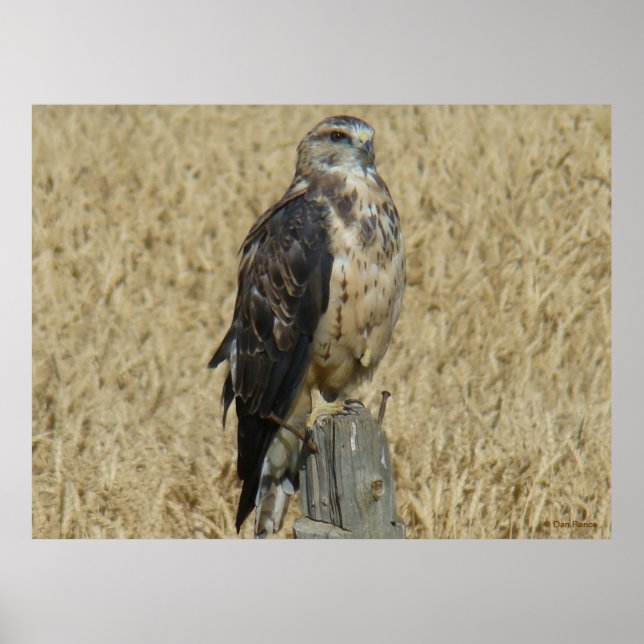 B35 Ferruginous Hawk im Weizenfeld Poster (Vorne)