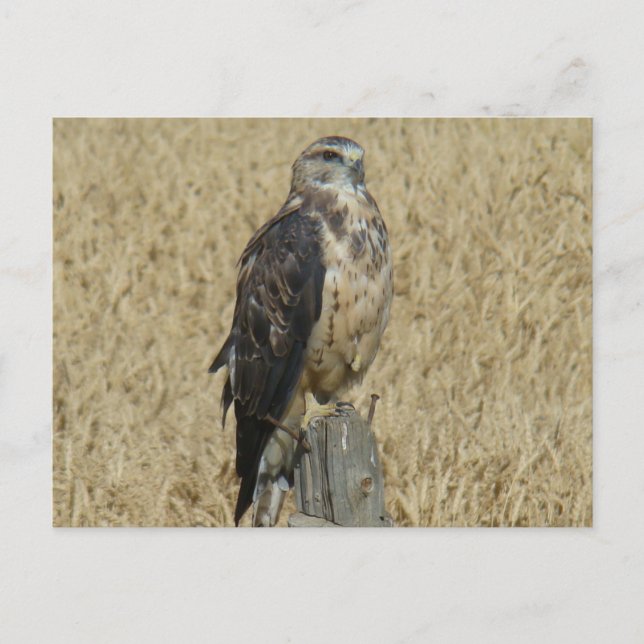 B35 Ferruginous Hawk Postkarte (Vorderseite)