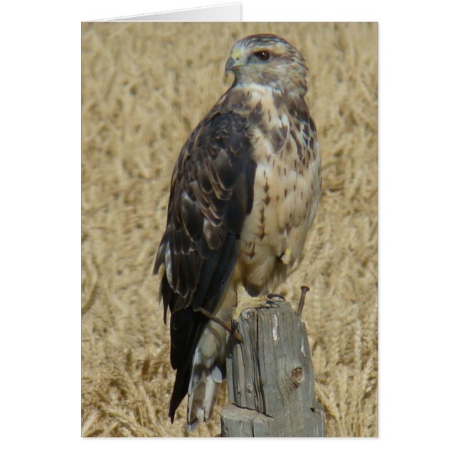 B36 Ferruginous Hawk (Vorne)