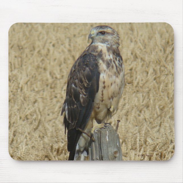 B36 Ferruginous Hawk im Weizenfeld Mousepad (Vorne)