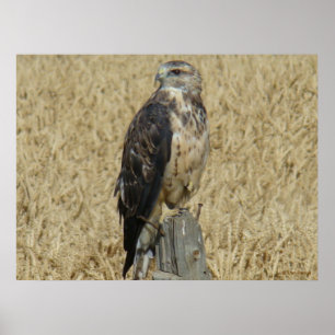 B36 Ferruginous Hawk im Weizenfeld Poster