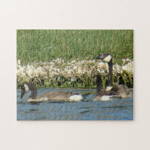 B37 Kanadagänse Puzzle