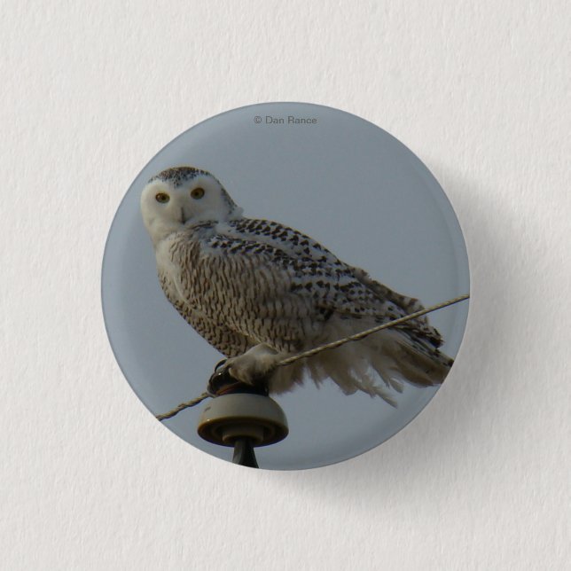 B38 Schneeeule Button (Vorderseite)