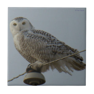B38 Schneeeule Fliese