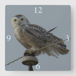 B38 Schneeeule Quadratische Wanduhr
