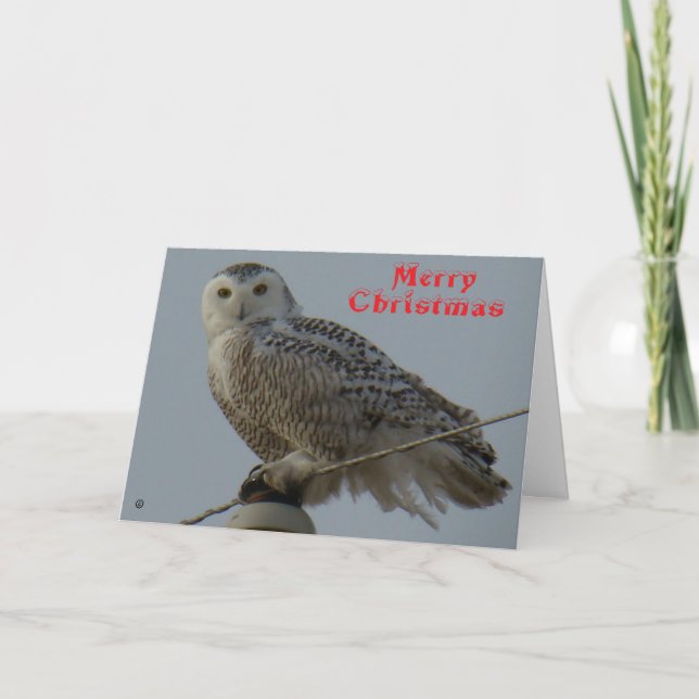 B38 Snowy Owl Christmas Card Dankeskarte (Vorderseite)