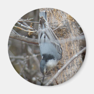 B39 Rotbrüste Magnet