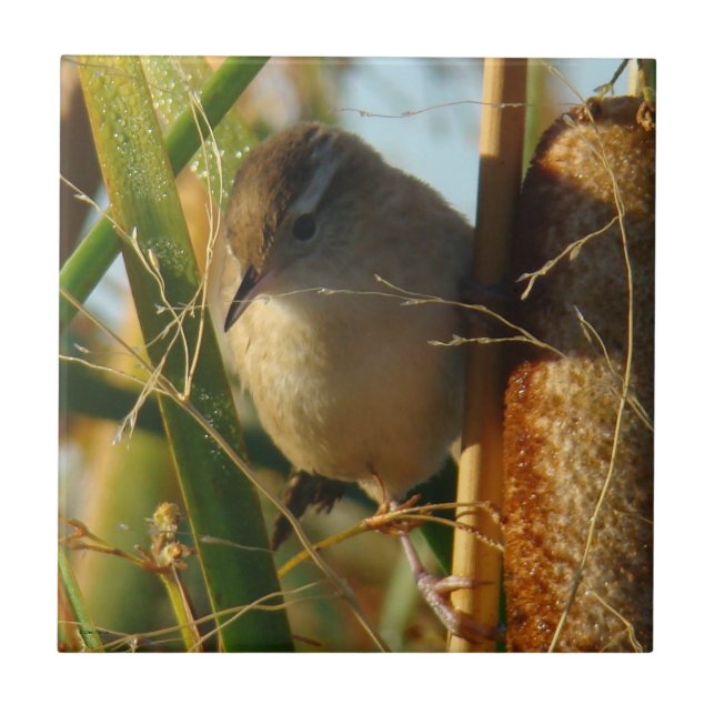 B3 Marsh Wren Fliese (Vorderseite)