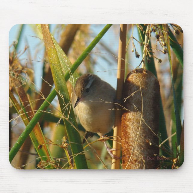 B3 Marsh Wren Mousepad (Vorne)