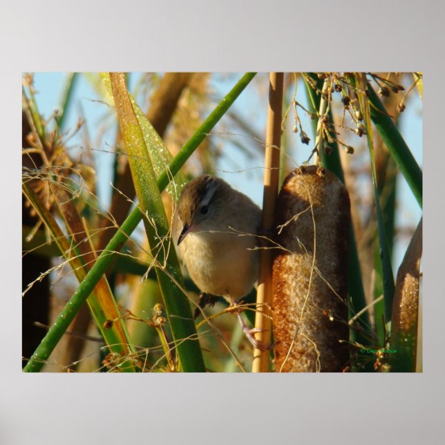 B3 Marsh Wren Poster (Vorne)