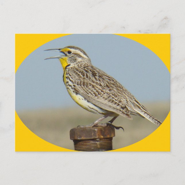 B42 Western Meadowlark Postkarte (Vorderseite)